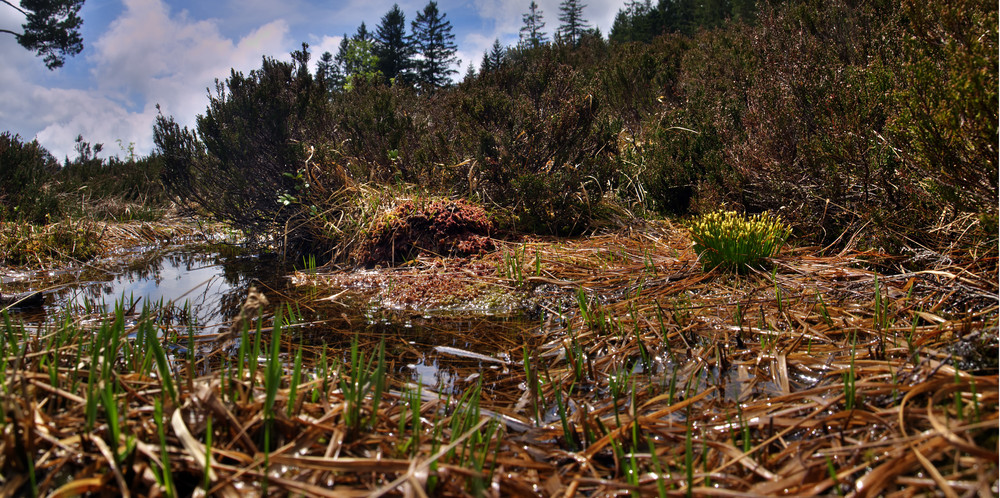 Frühling an der Schwarzen Lache