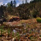 Frühling an der Schwarzen Lache