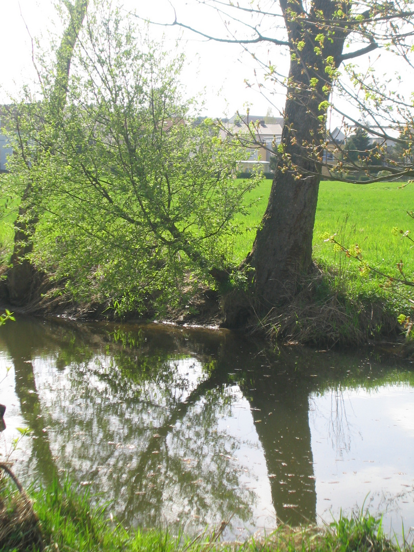 frühling an der schweinenaab