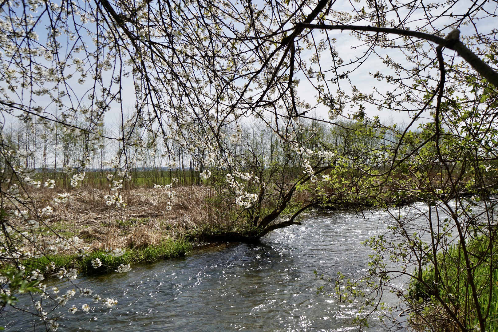 Frühling an der Sempt