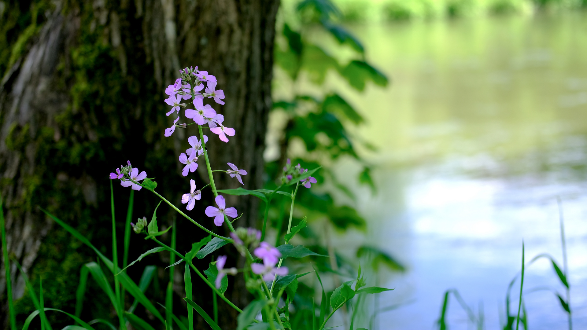 Frühling an der Sieg