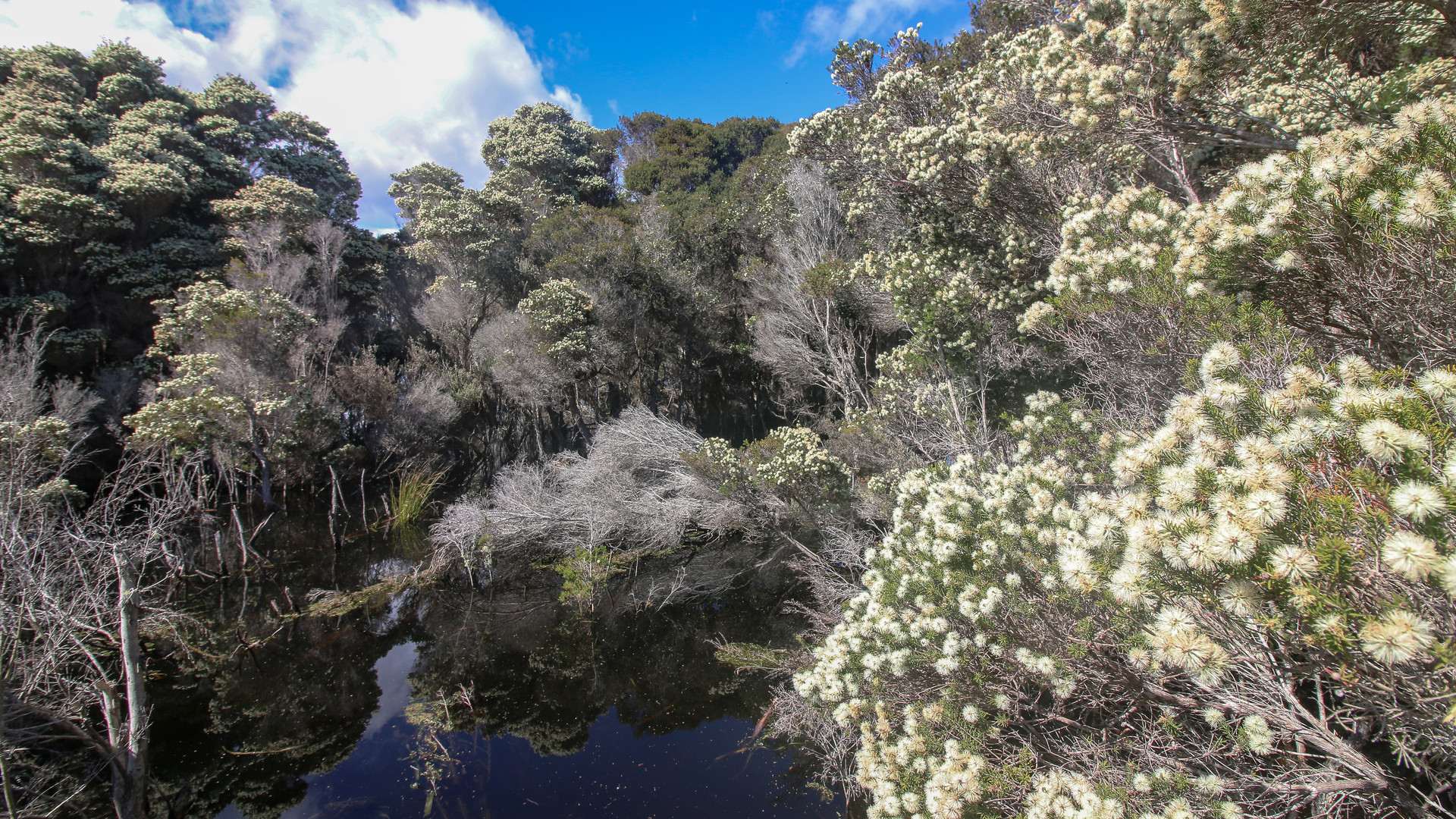 Frühling an der Springlawn Lagoon