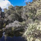 Frühling an der Springlawn Lagoon