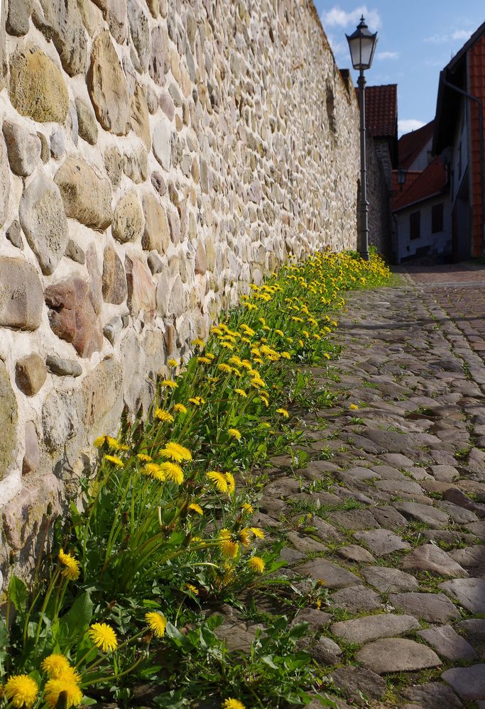 Frühling an der Stadtmauer Foto & Bild jahreszeiten, frühling