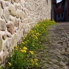 Frühling an der Stadtmauer