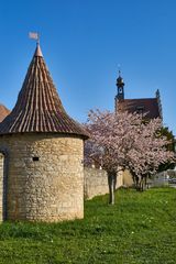 Frühling an der Stadtmauer 