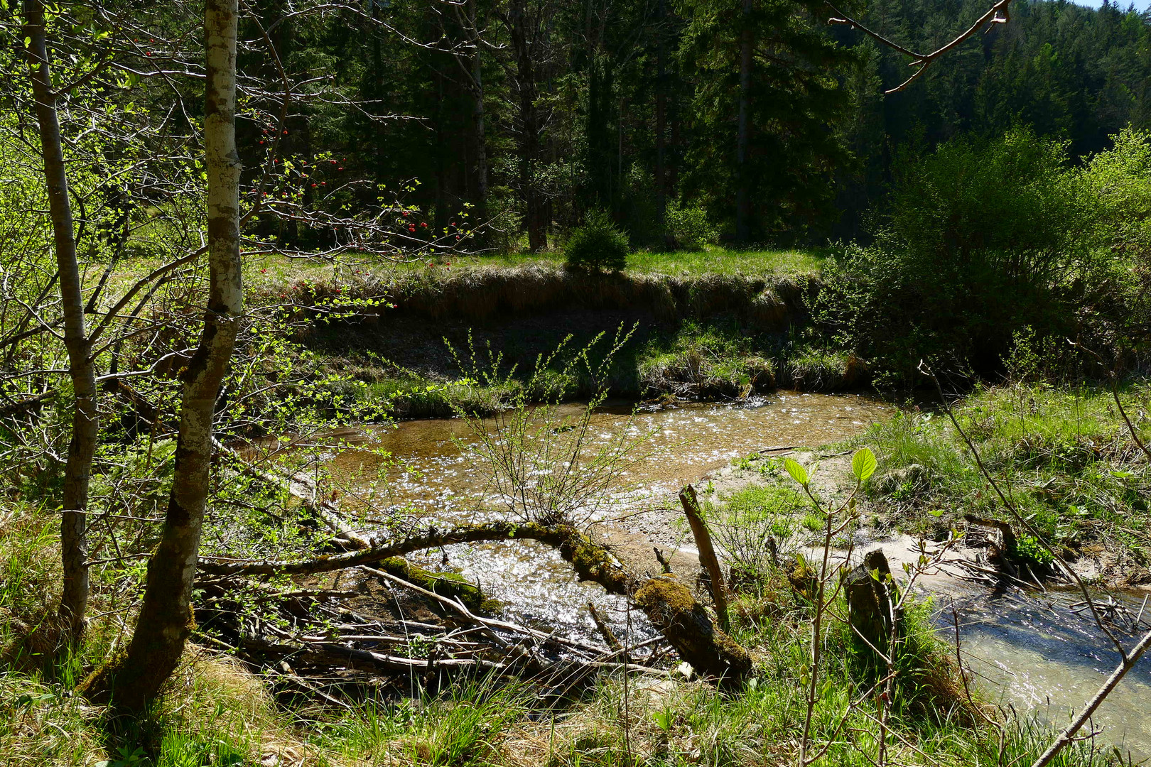 Frühling an der Steinapiesting im Gegenlicht