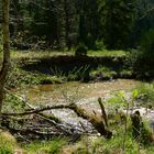 Frühling an der Steinapiesting im Gegenlicht