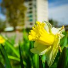 Frühling an der Strasse