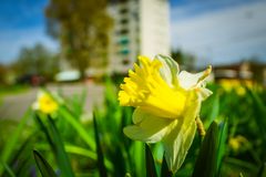 Frühling an der Strasse