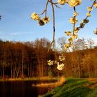 Frühling an der Streitmühle