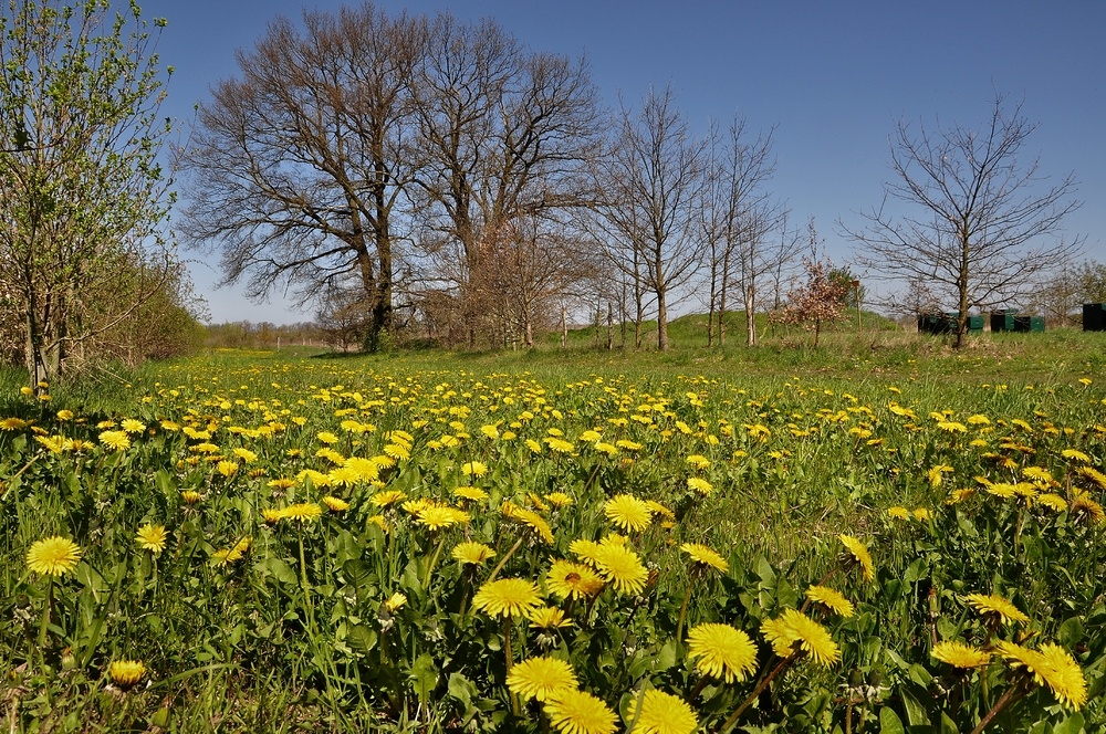 Frühling an der Streuobstwiese.....