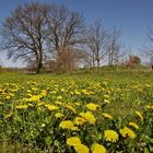 Frühling an der Streuobstwiese.....