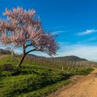 Frühling an der Südlichen Weinstraße