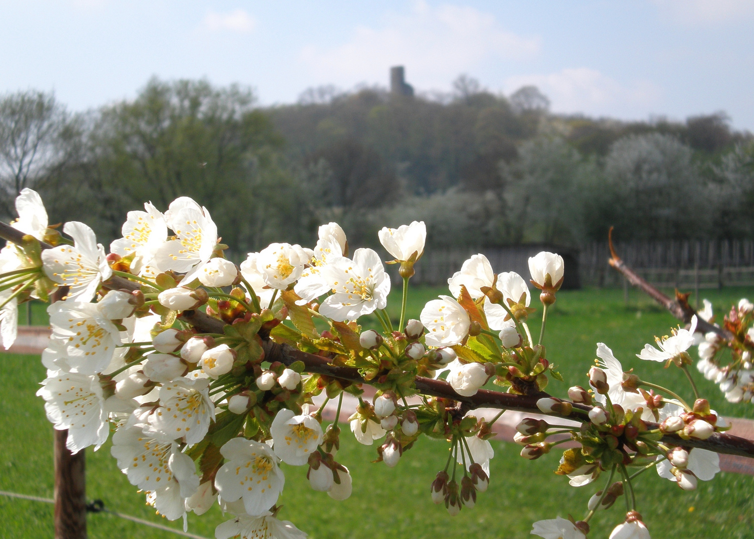 Frühling an der Tomburg