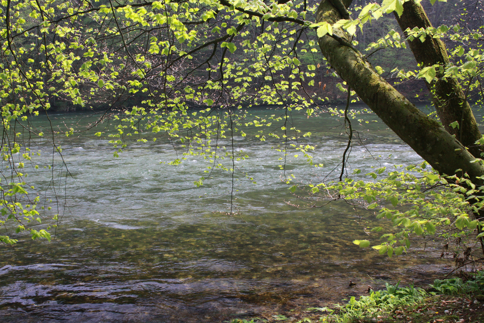 Frühling an der Traun