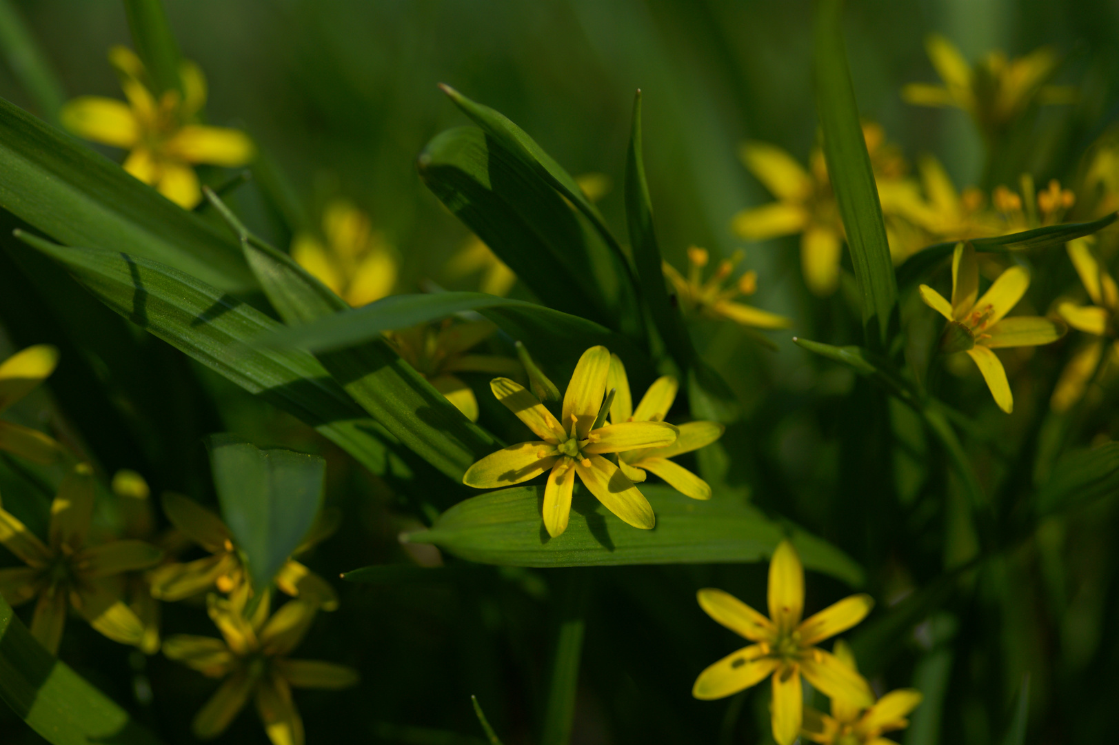 Frühling an der Unstrut