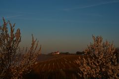 Frühling an der Vogelsburg