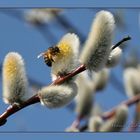 Frühling an der Weide