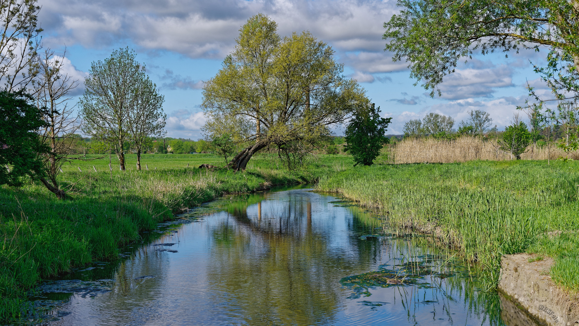 Frühling an der Weide