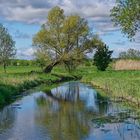 Frühling an der Weide