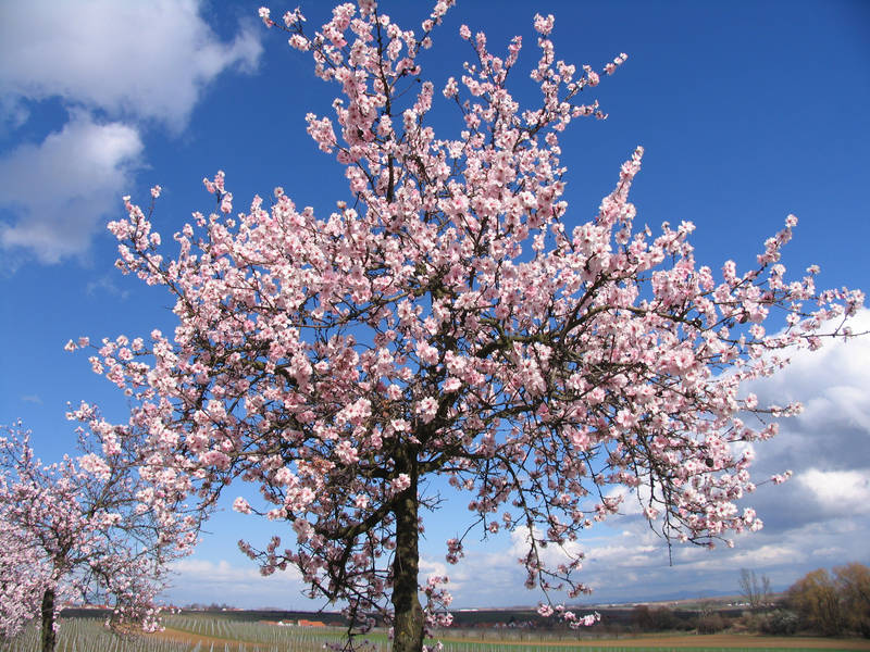 Frühling an der Weinstrasse