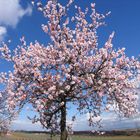 Frühling an der Weinstrasse