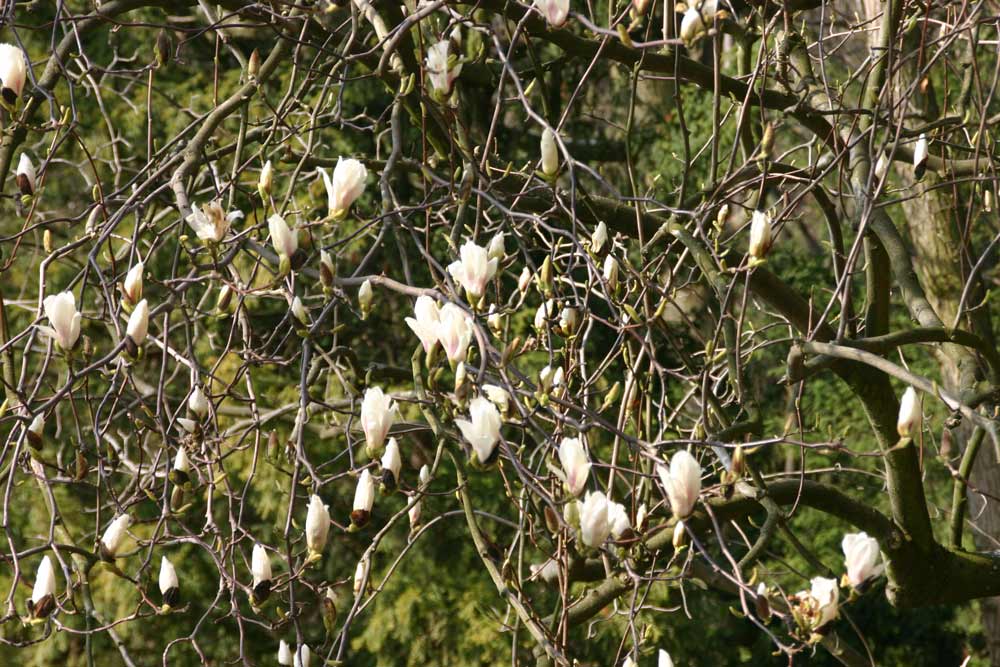 Frühling an der Weinstrasse