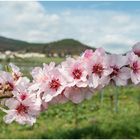 Frühling an der Weinstraße