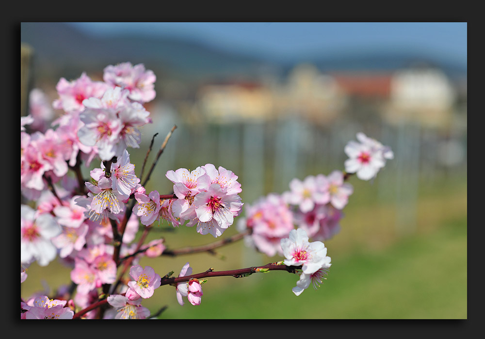 Frühling an der Weinstrasse