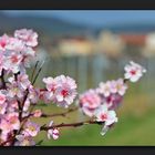 Frühling an der Weinstrasse