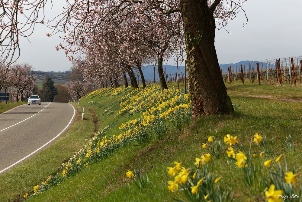 Frühling an der Weinstrasse