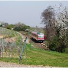 Frühling an der Weinstraße