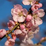 Frühling an der Weinstraße (Pfalz)