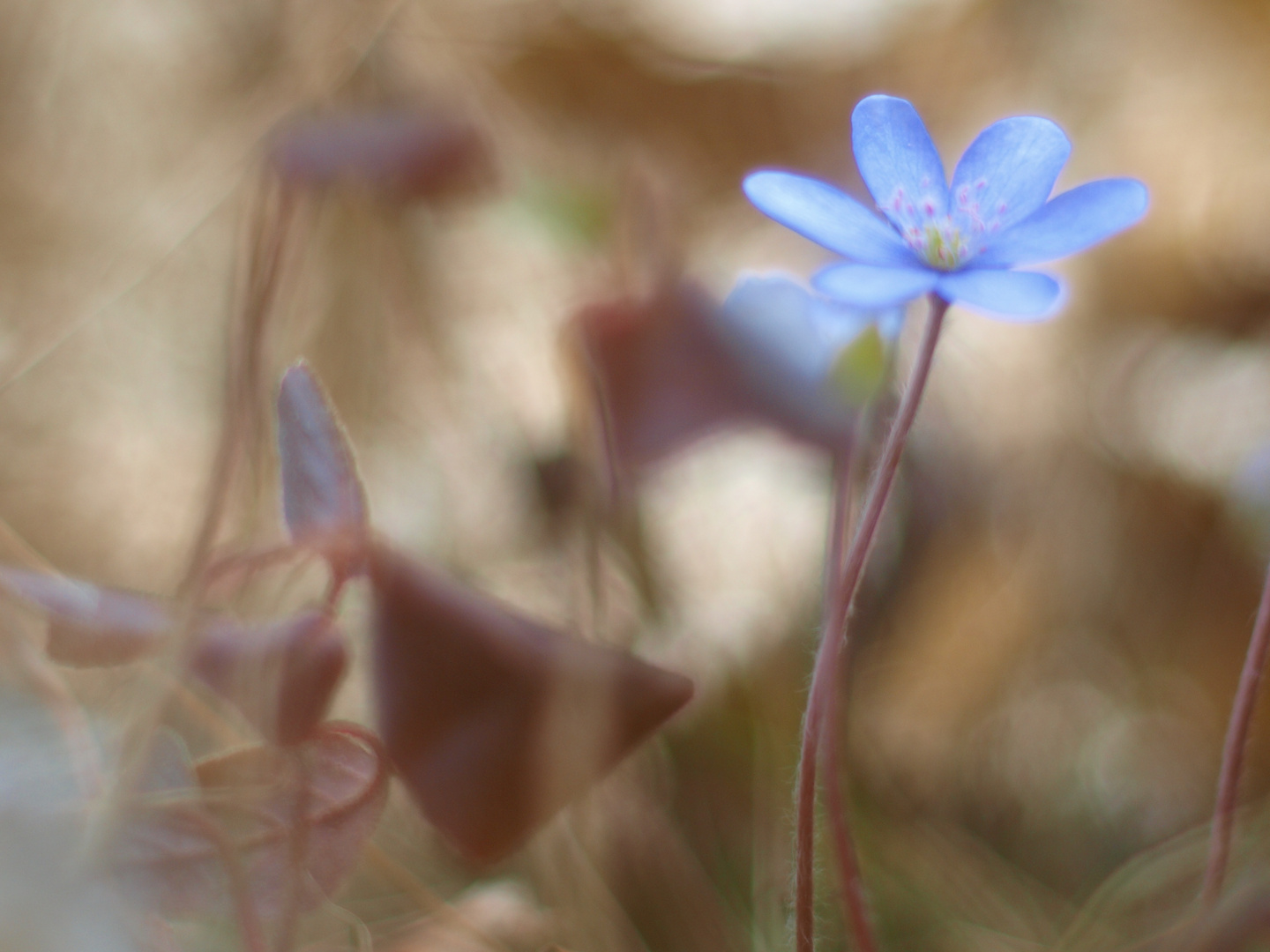 Frühling an der Weißach die 2.