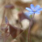 Frühling an der Weißach die 2.