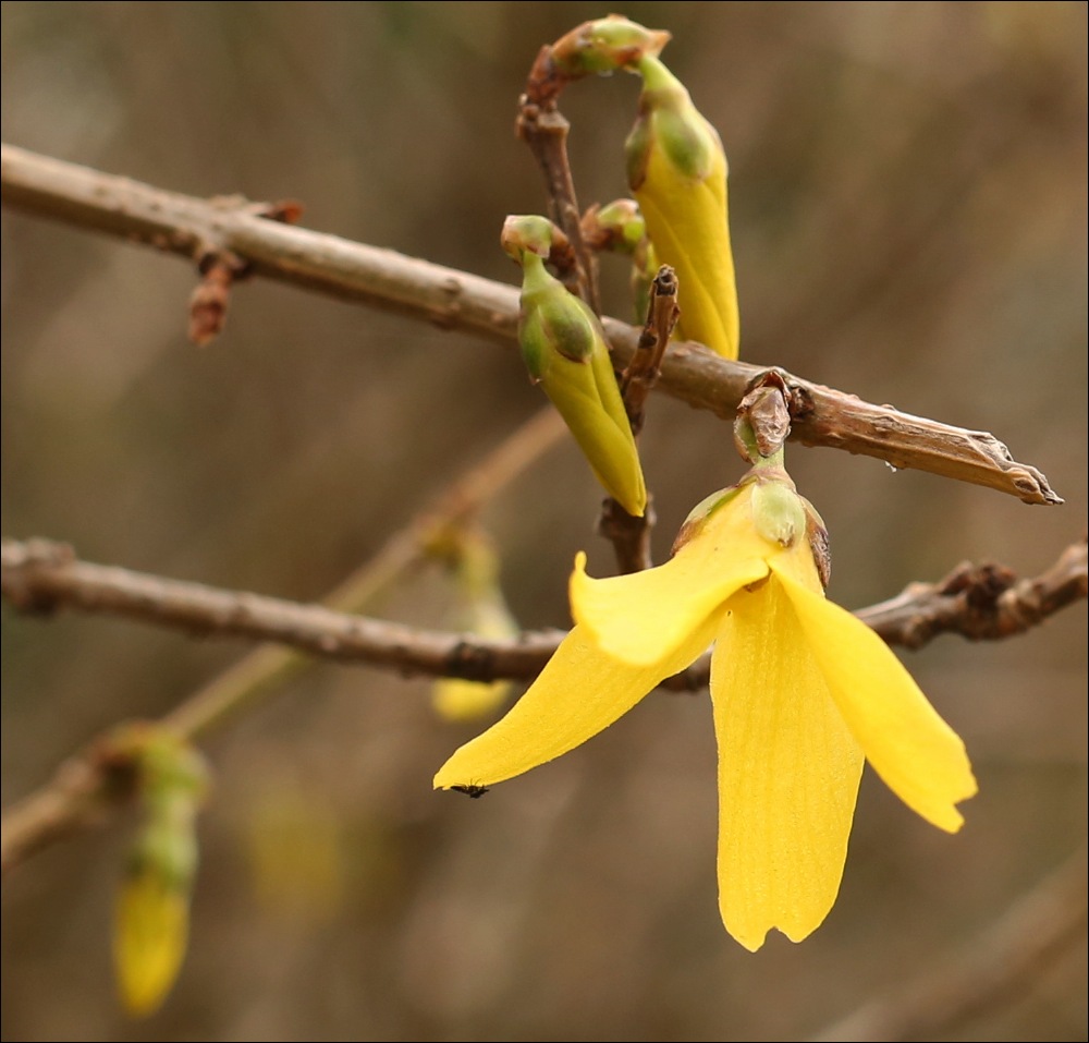 Frühling an der Weser