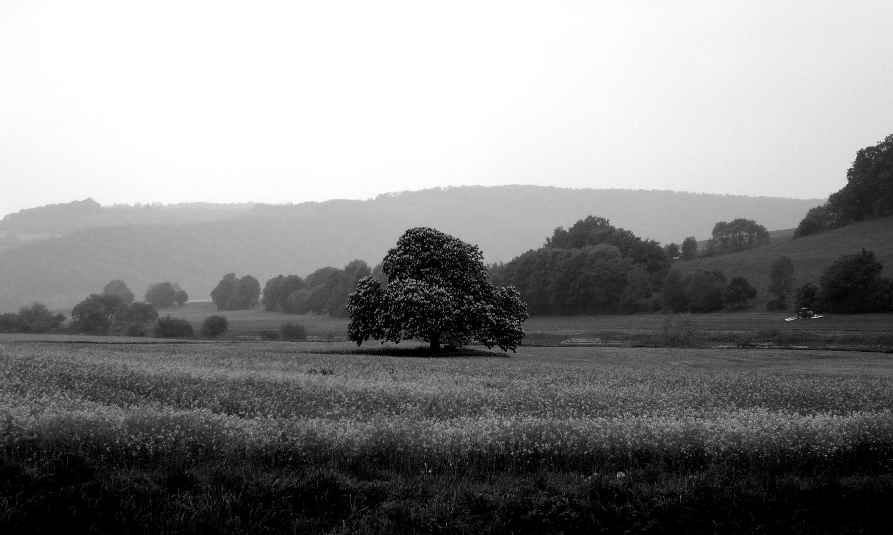 Frühling an der Weser