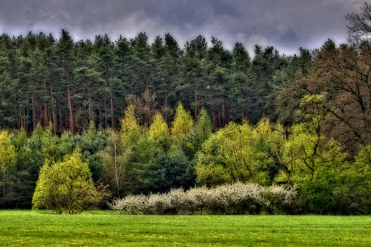 "Frühling an der Wiese vorm Wald" (HDR)