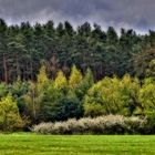 "Frühling an der Wiese vorm Wald" (HDR)