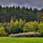 "Frühling an der Wiese vorm Wald" (HDR)