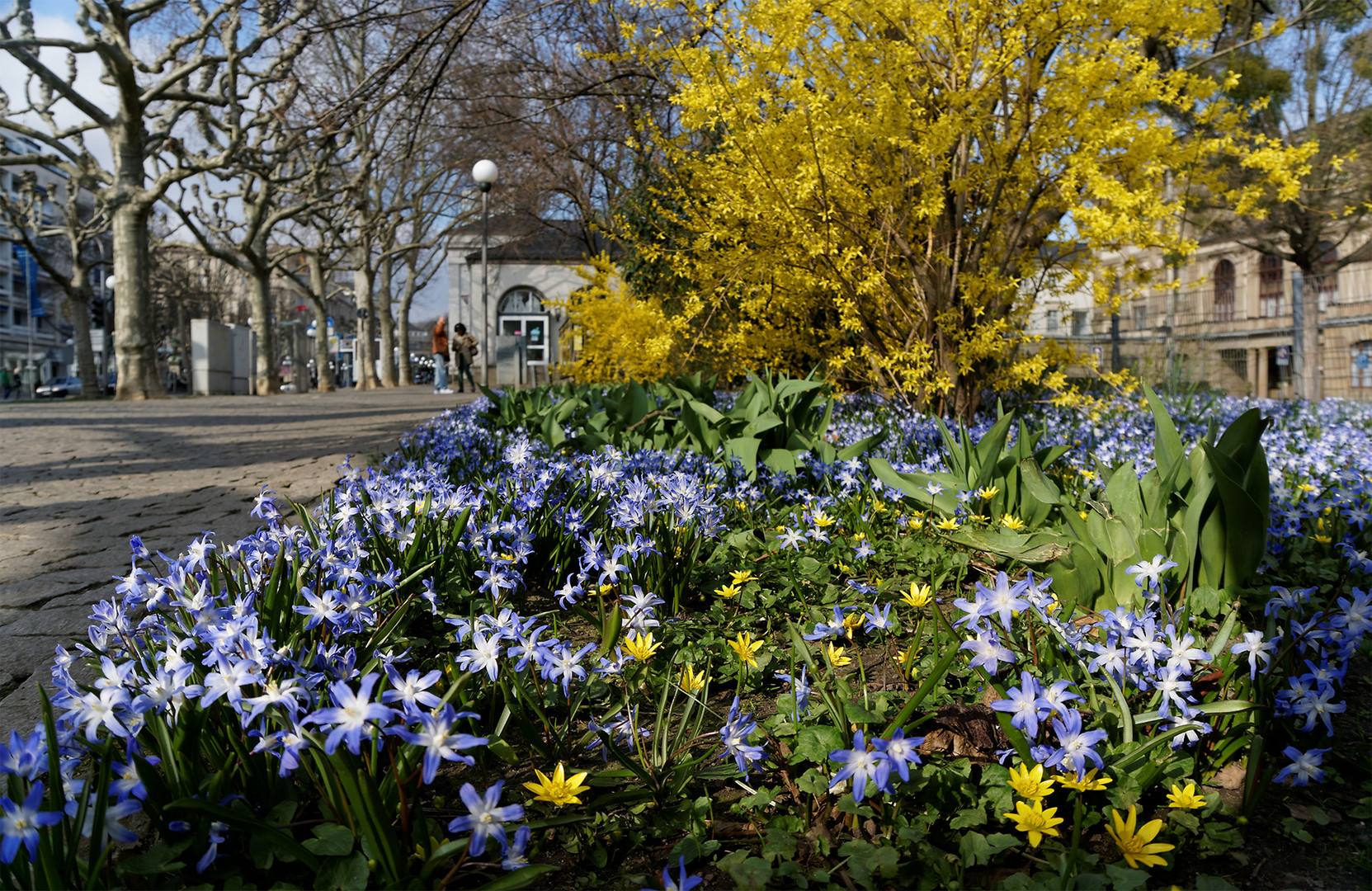 Frühling an der Wilhelmstraße in Wiesbaden (3)