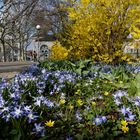 Frühling an der Wilhelmstraße in Wiesbaden (3)