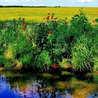 Frühling an der.Pfütze