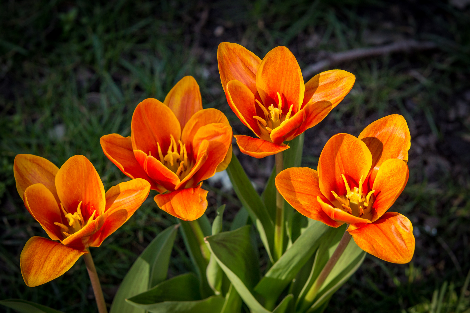 Frühling an Hannovers Straßenrändern IV