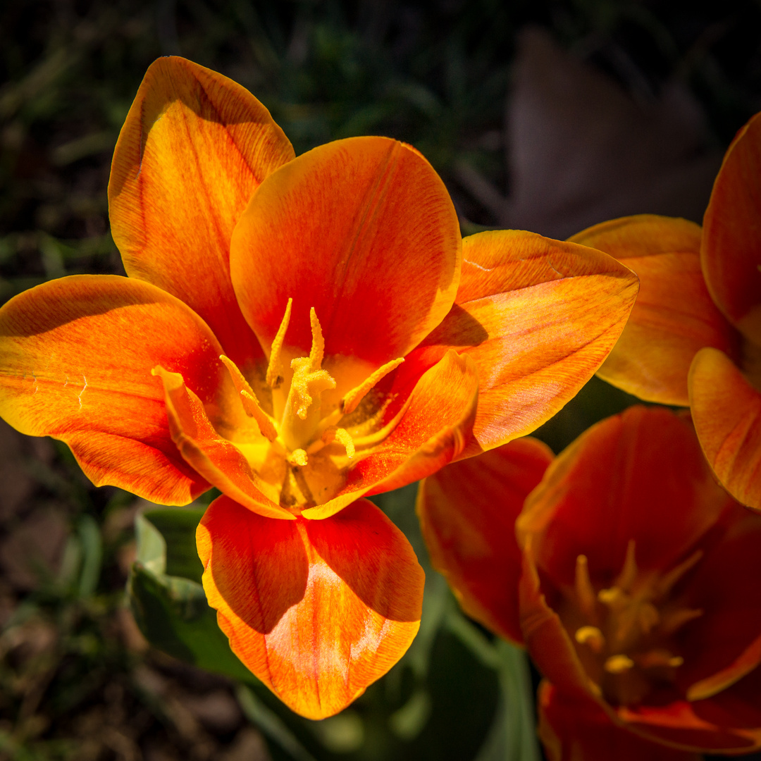 Frühling an Hannovers Straßenrändern V