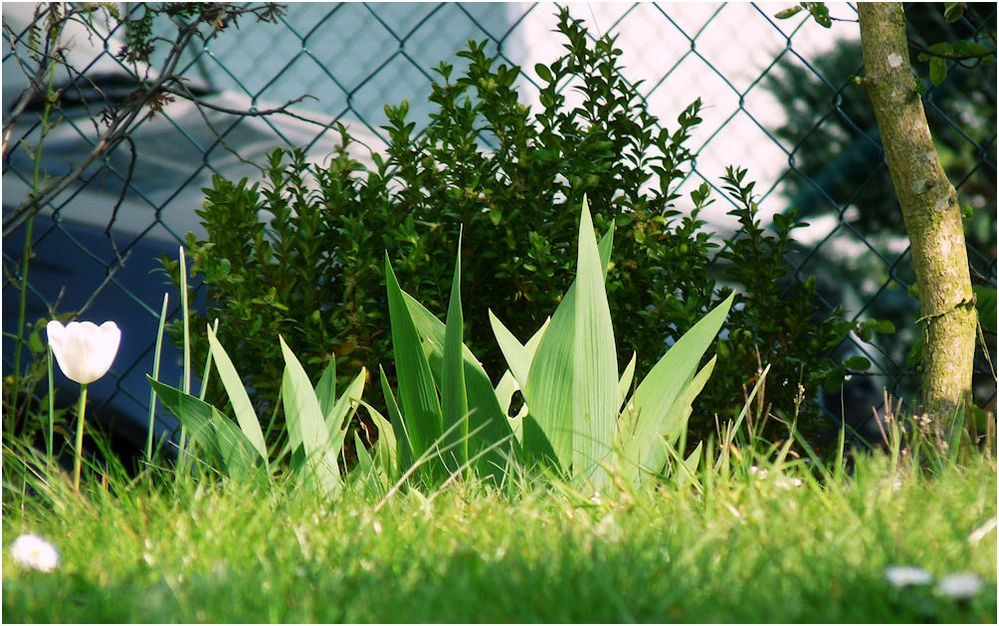 frühling an maschendrahtzaun...