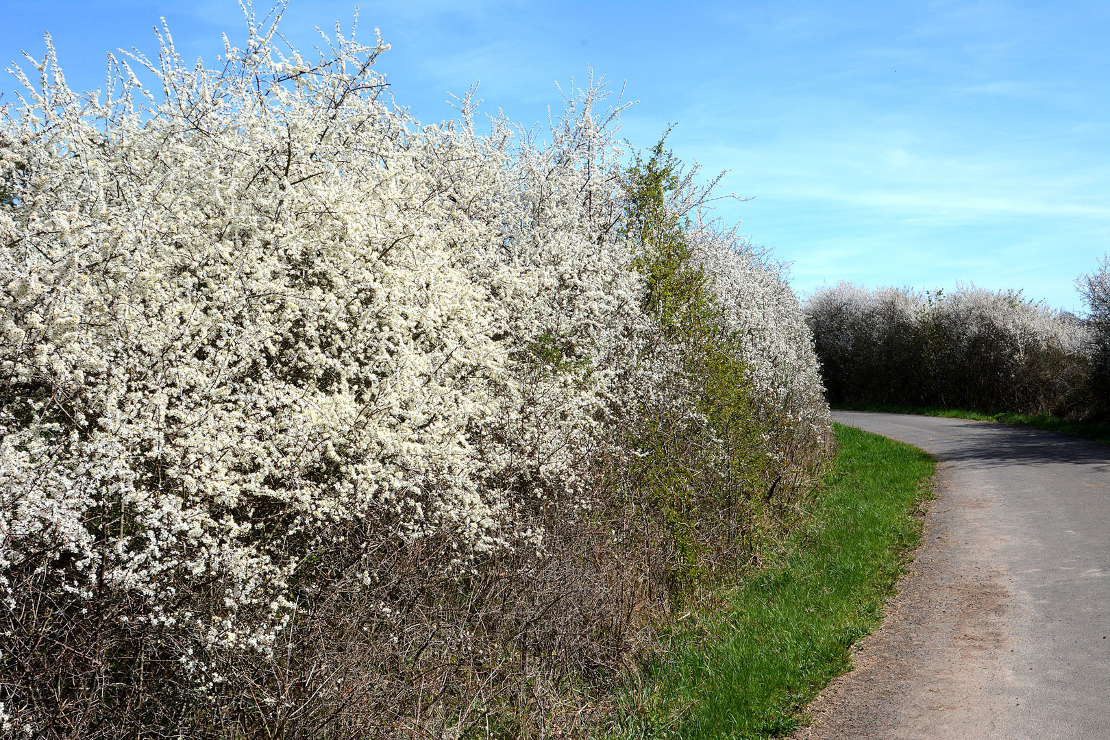 Frühling an meiner Fahrradstrecke.