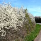 Frühling an meiner Fahrradstrecke.