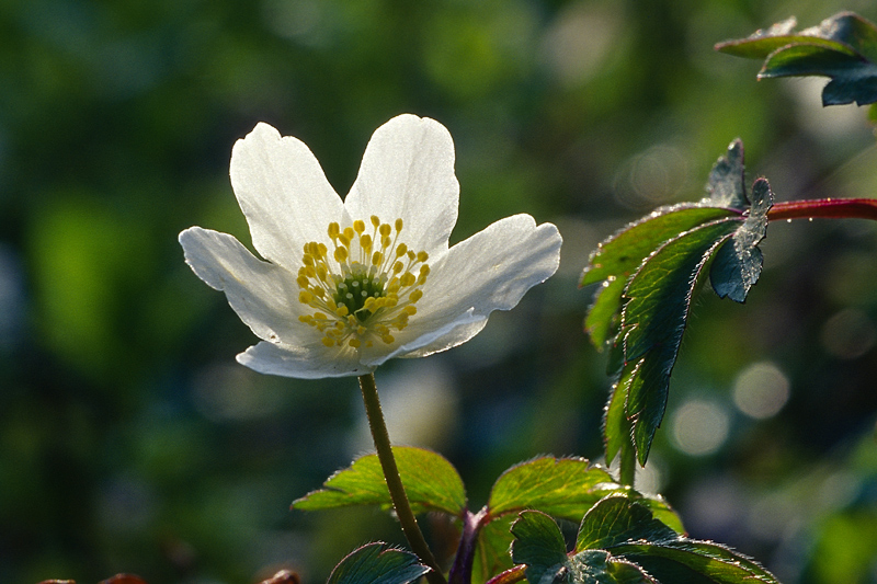 Frühling,-Anemone